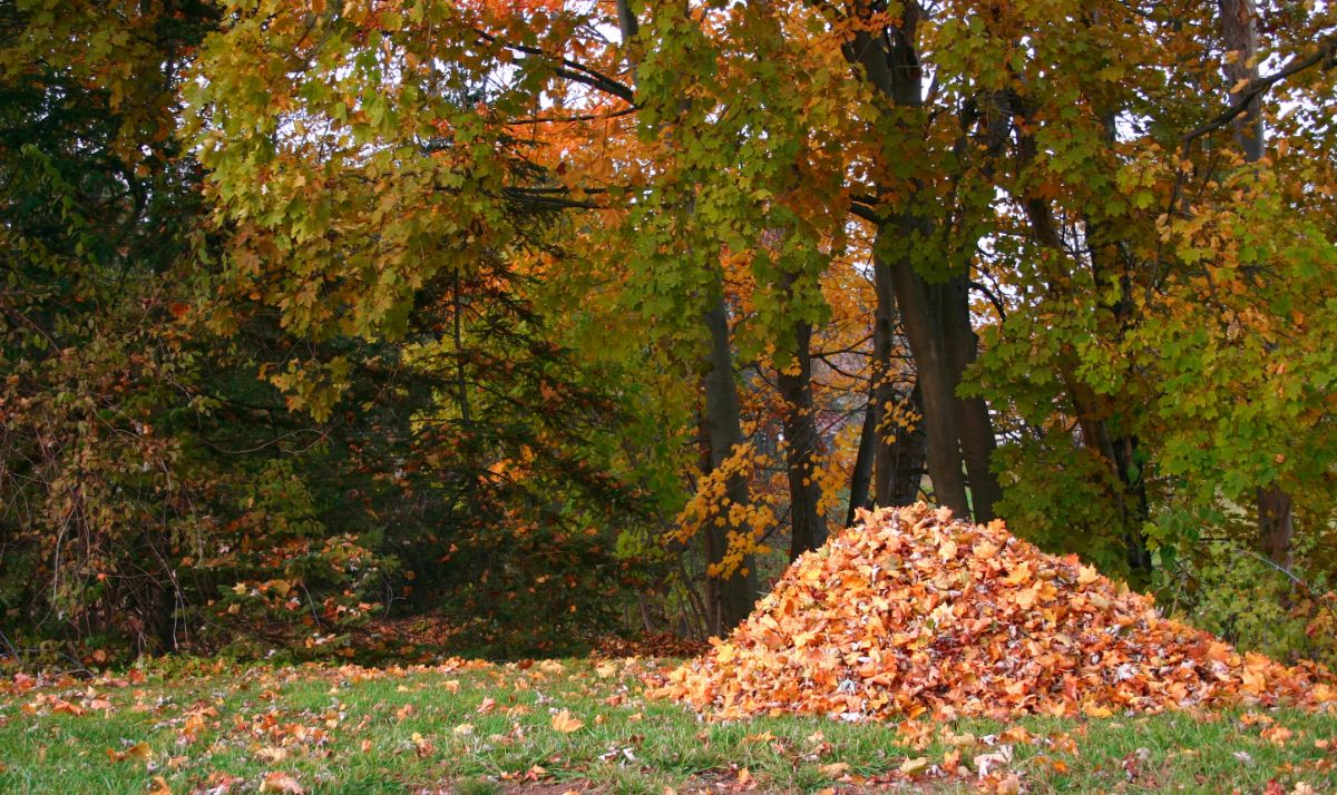 Colorful leaves in a pile
