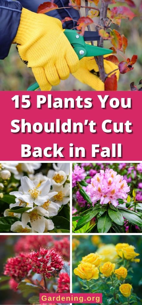 15 Plants You Shouldn’t Cut Back in Fall pinterest image.