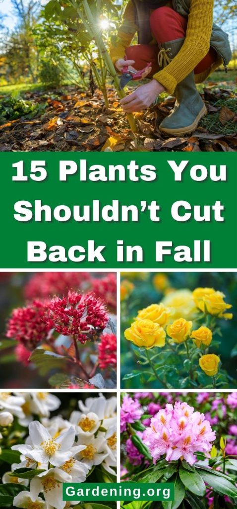 15 Plants You Shouldn’t Cut Back in Fall pinterest image.