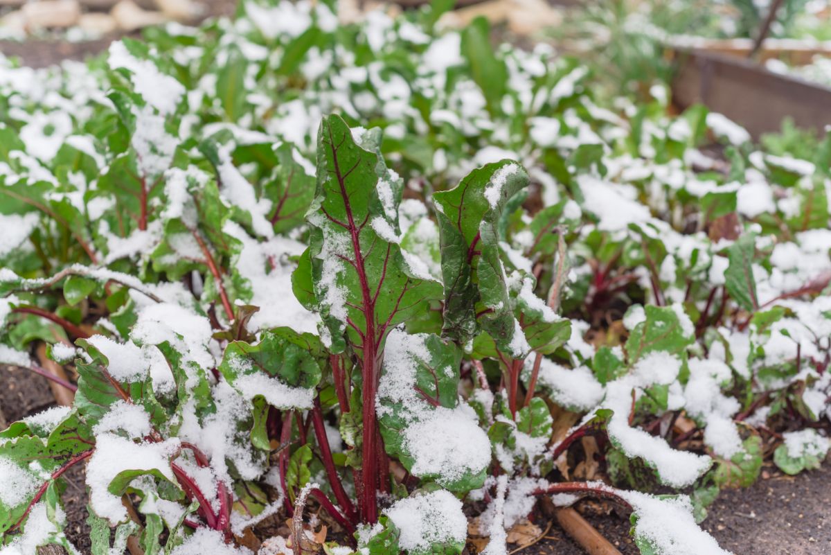 Beets stored in a garden