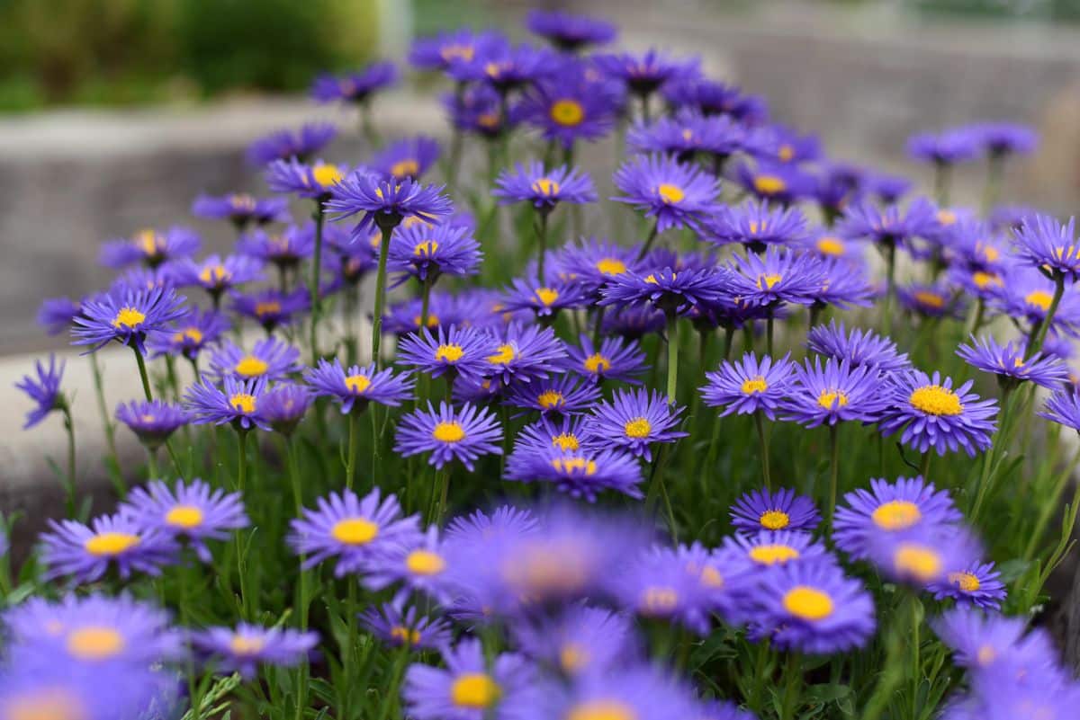 Purple flowering aster