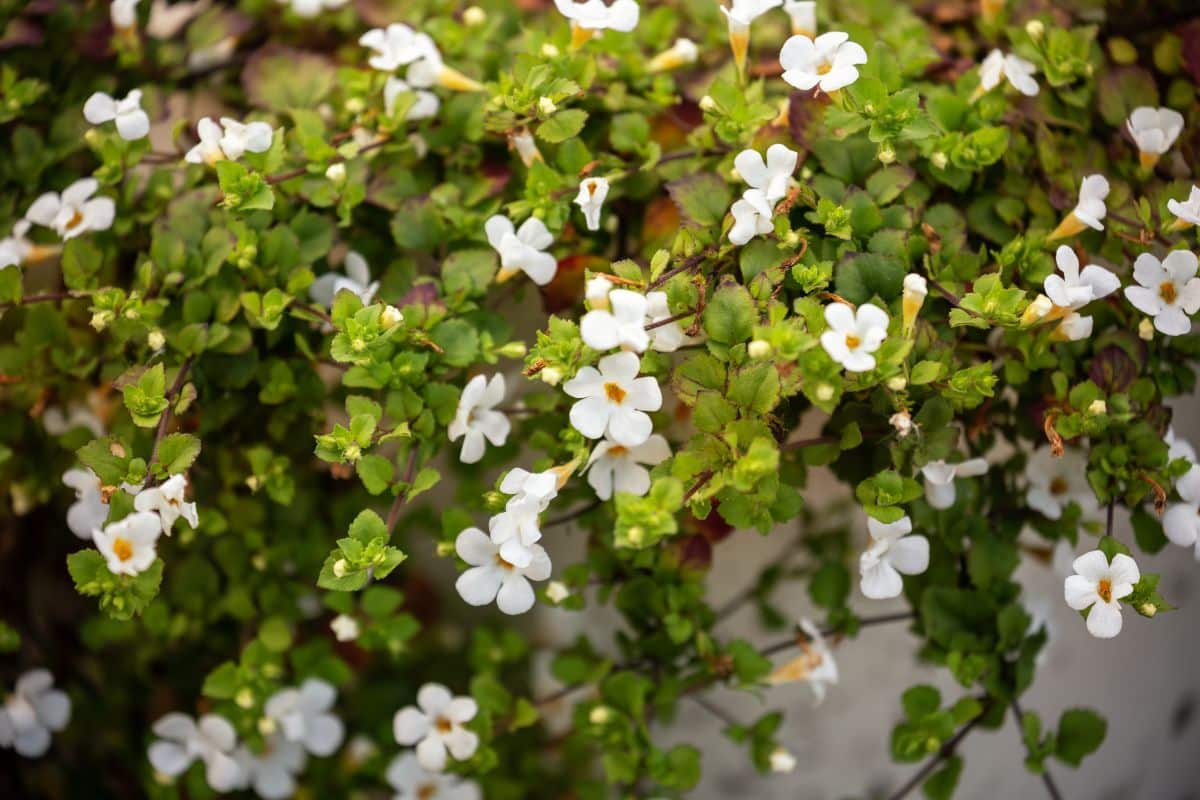 White trailing bacopa flowers