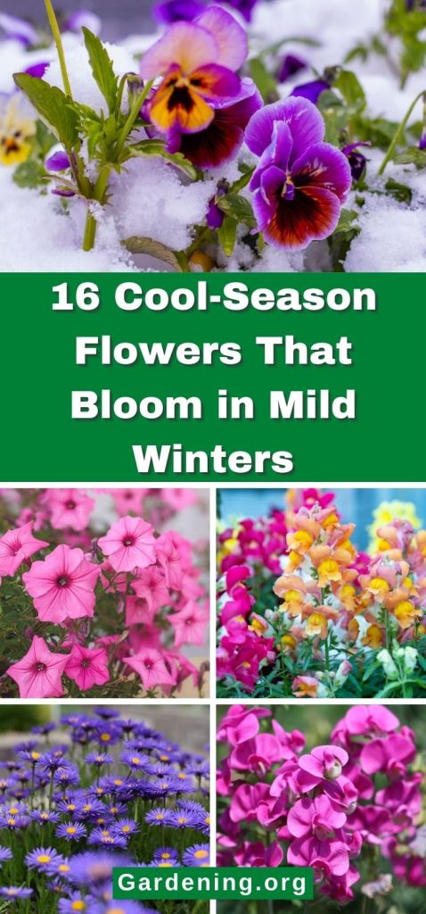 16 Cool-Season Flowers That Bloom in Mild Winters pinterest image.