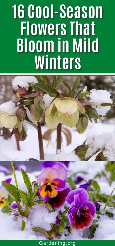 16 Cool-Season Flowers That Bloom in Mild Winters pinterest image.