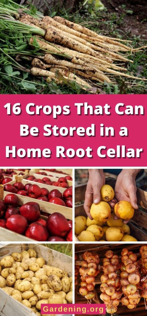16 Crops That Can Be Stored in a Home Root Cellar pinterest image.