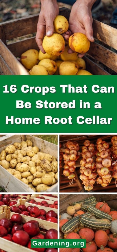 16 Crops That Can Be Stored in a Home Root Cellar pinterest image.