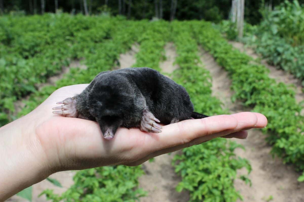 A gardener holding a large mole 