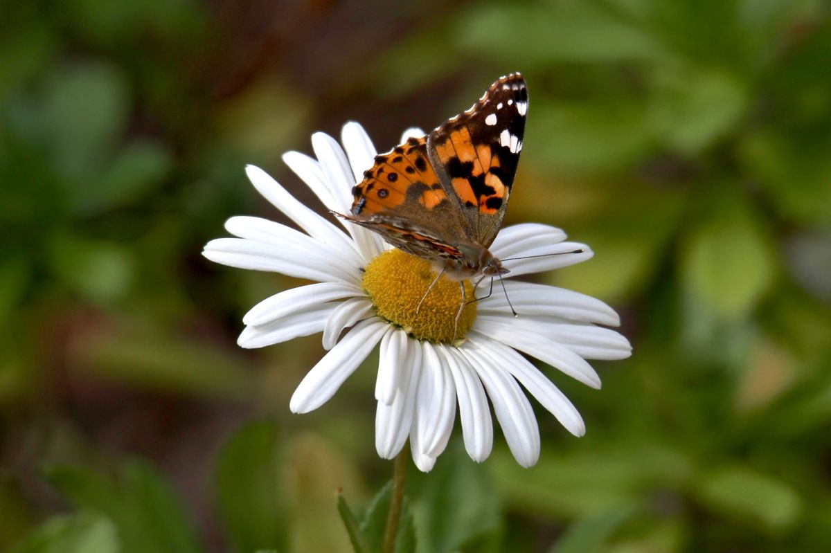 Butterfly on a Montauk daisy