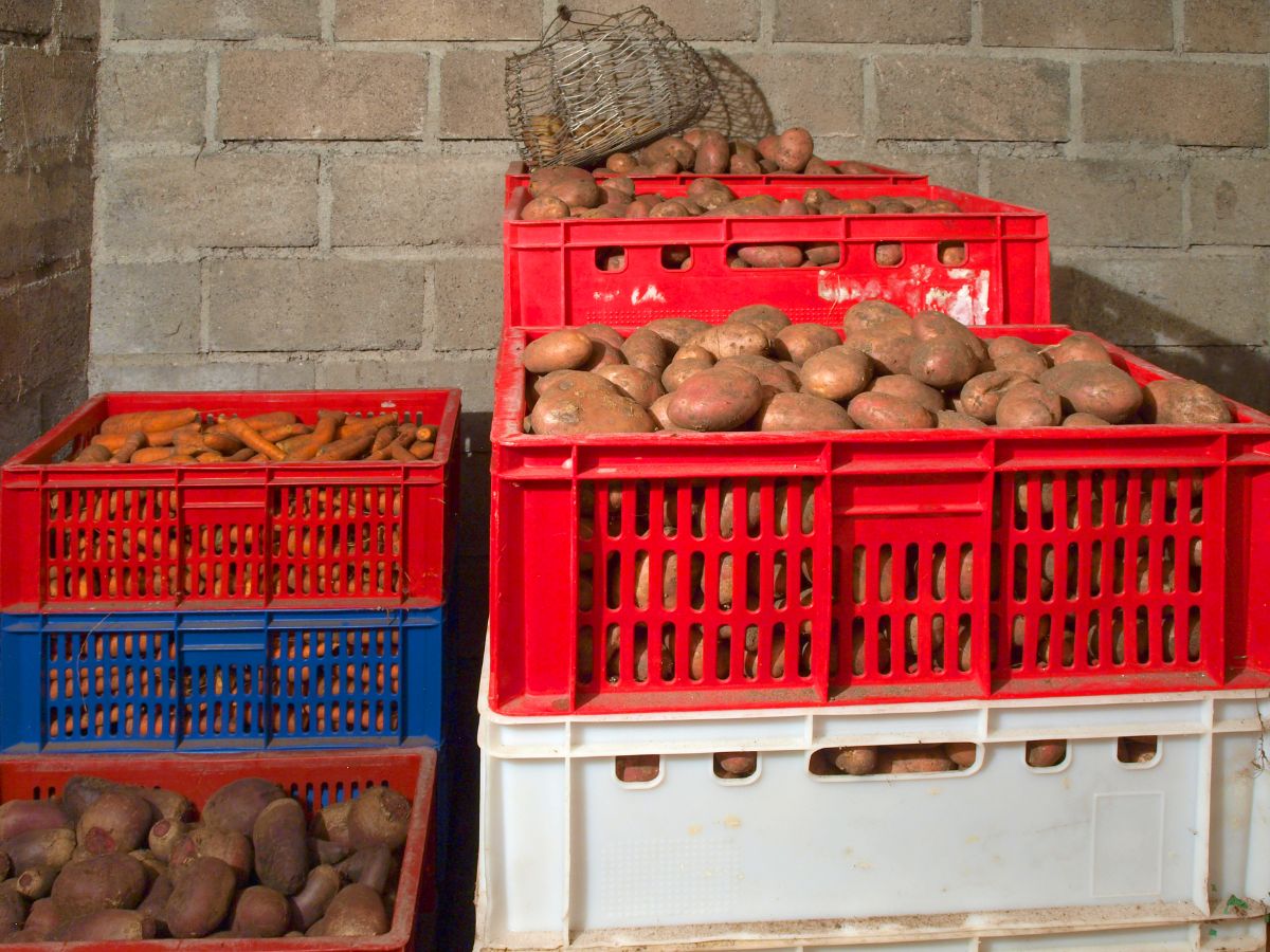 Vegetables stored in crates in a root cellar