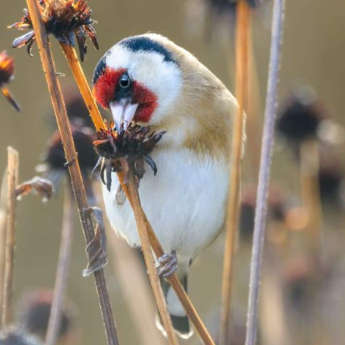 European Goldfinch enjoys nibbling and eating the seeds from spent flower heads of coneflower in a winter garden.
