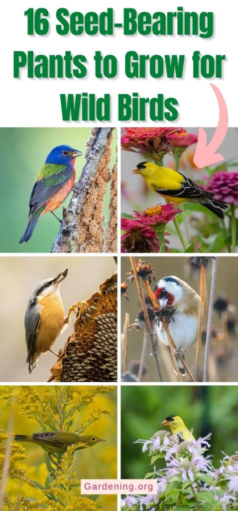 16 Seed-Bearing Plants to Grow for Wild Birds pinterest image.