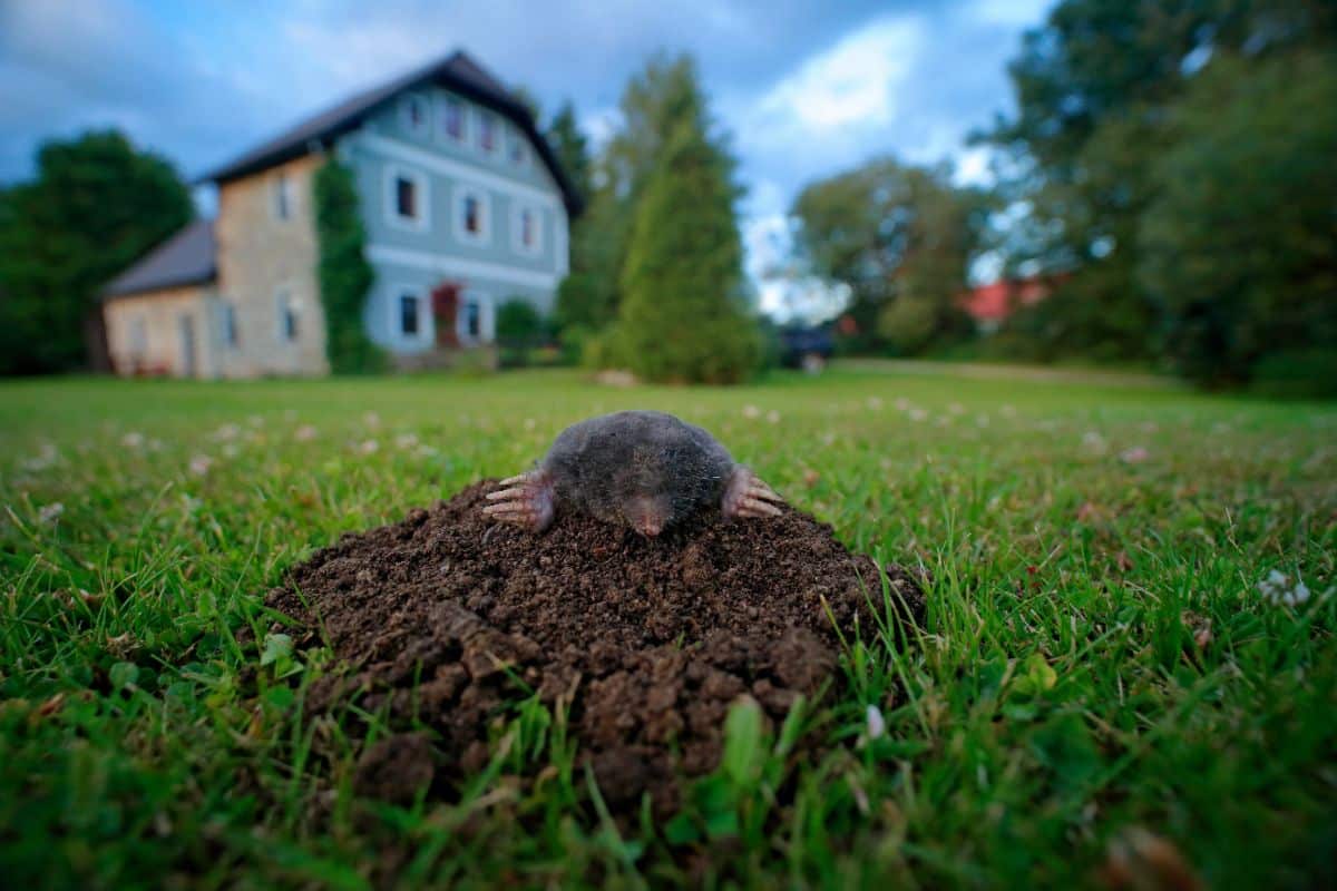 A mole sitting on a dirt mound on a lawn