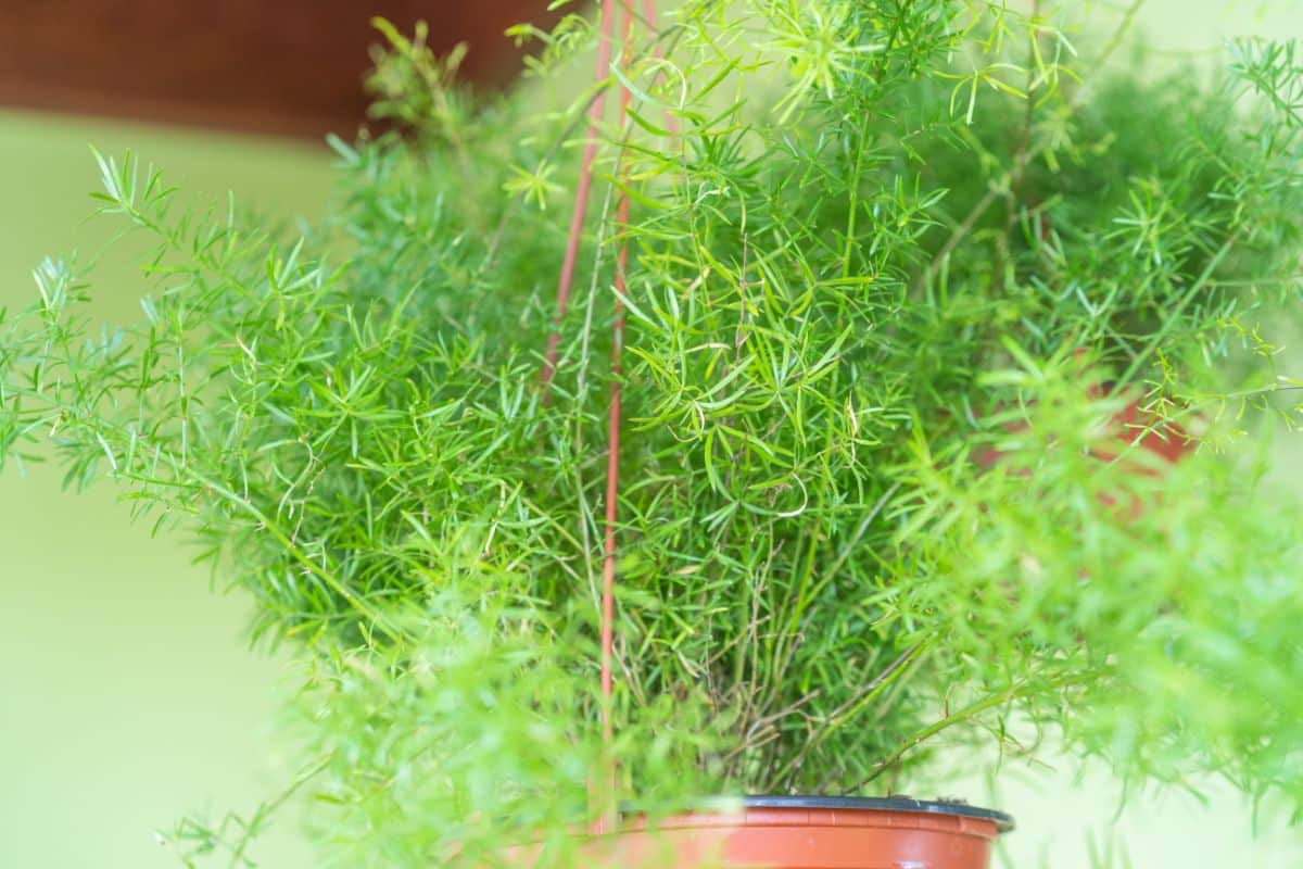 Potted asparagus fern