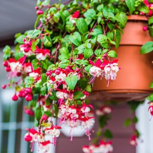 Closeup of hanging red and white fuchsia flowers potted plant basket on the porch.