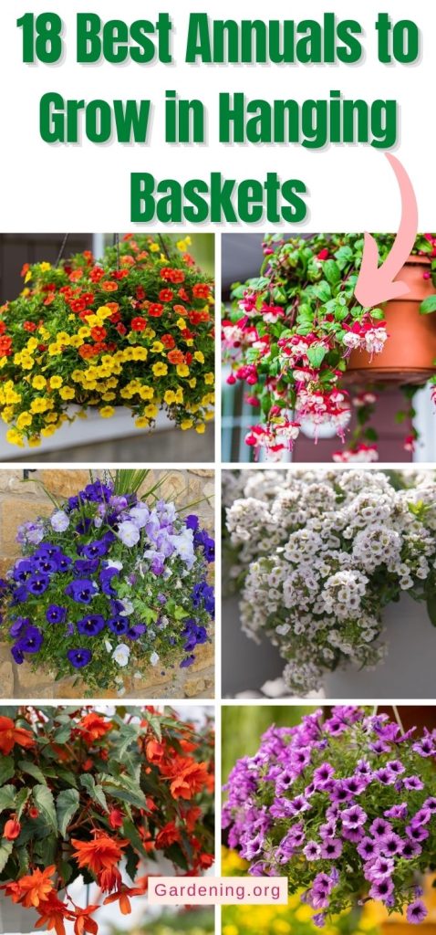 18 Best Annuals to Grow in Hanging Baskets pinterest image..