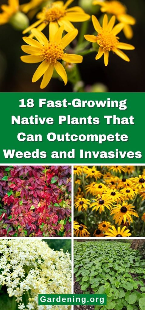18 Fast-Growing Native Plants That Can Outcompete Weeds and Invasives pinterest image.
