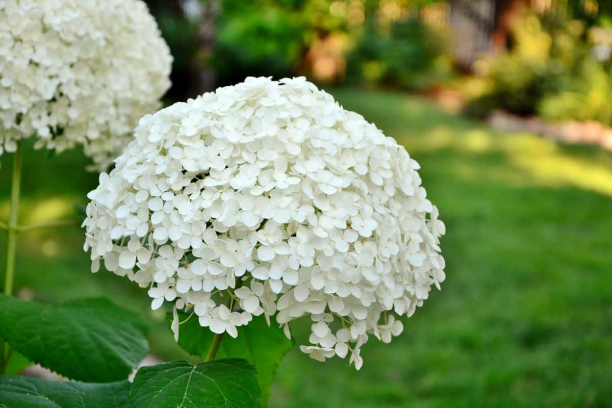 Annabelle white flowering hydrangea