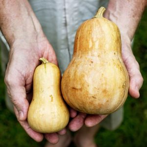 Hands holding fresh butternuts.