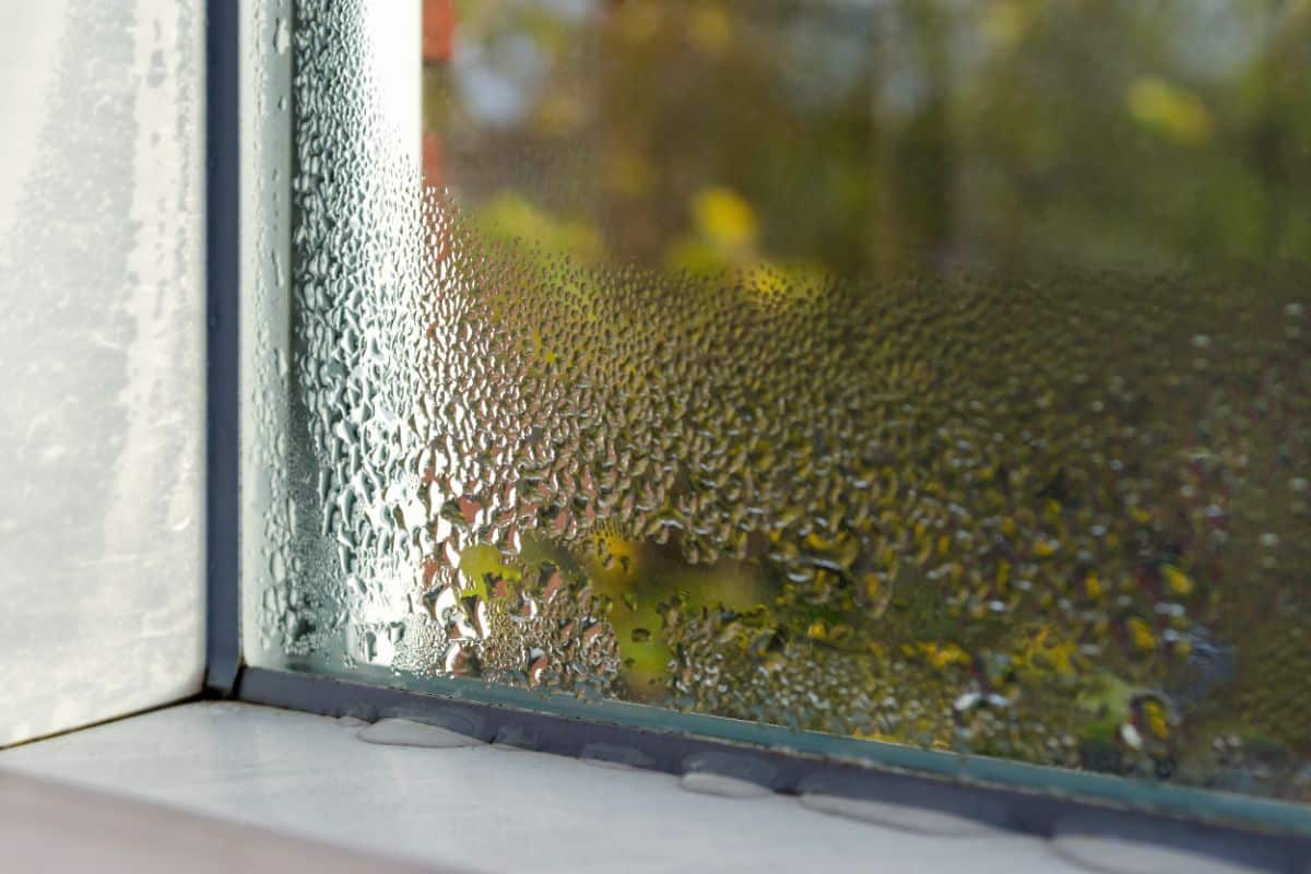 Condensation on a root cellar window