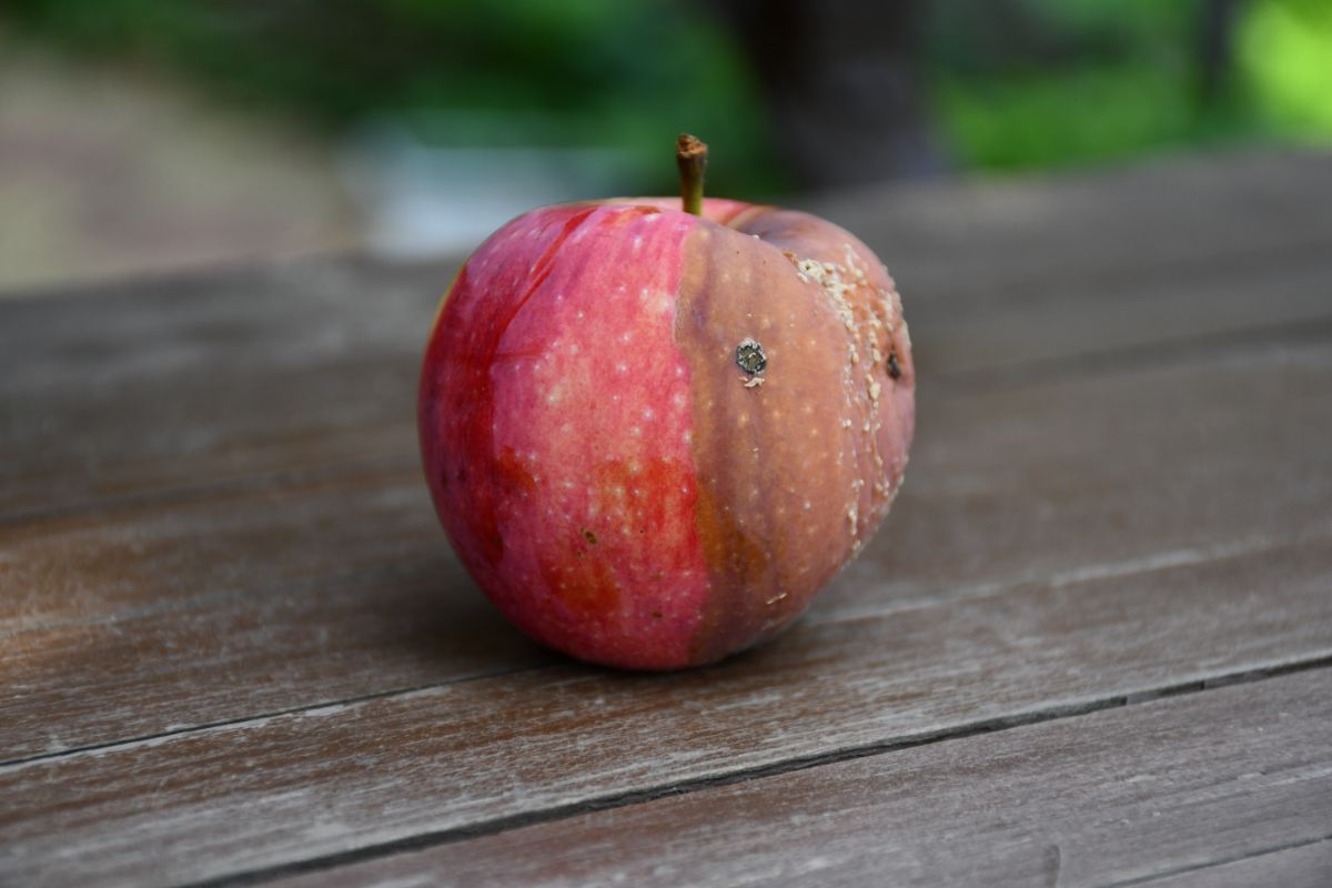 An apple that's started to rot