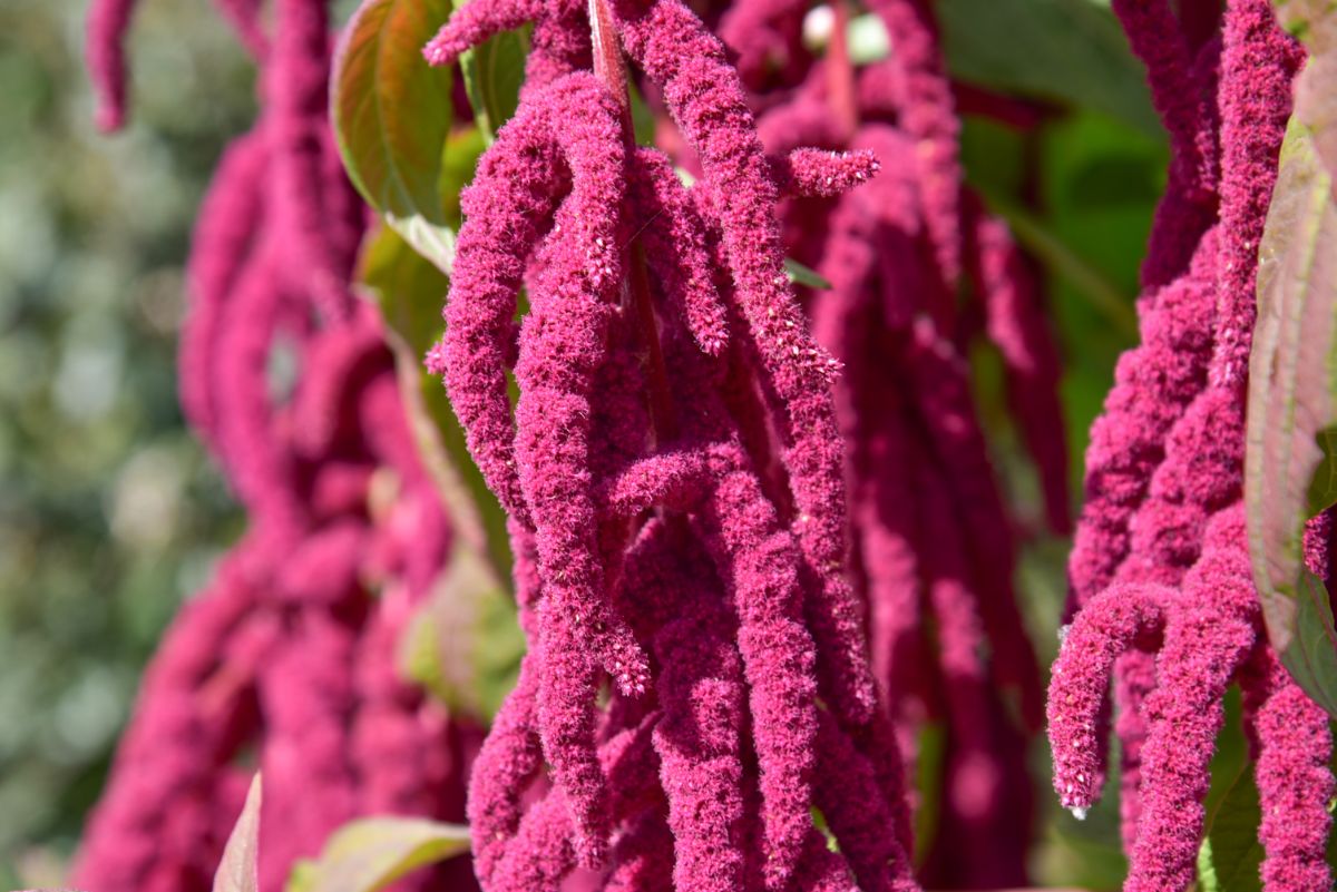 Purple red amaranth hanging down loaded with seed 