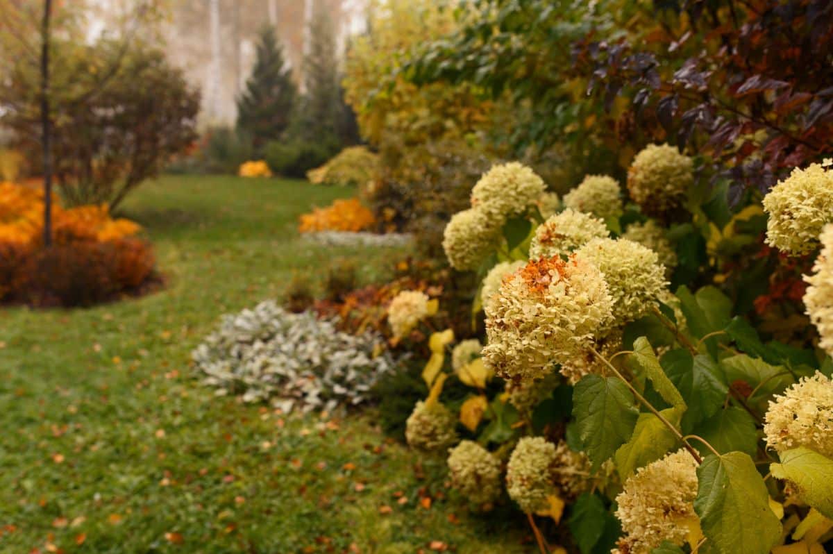 Hydrangeas dying back in the fall