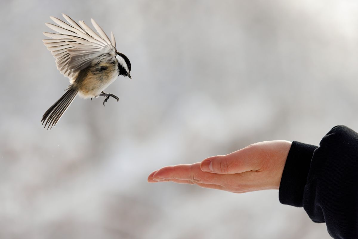 A chickadee flying to take food from an outstretched hand