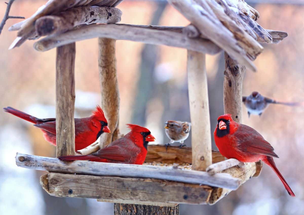 Cardinals and small birds at a feeder in winter