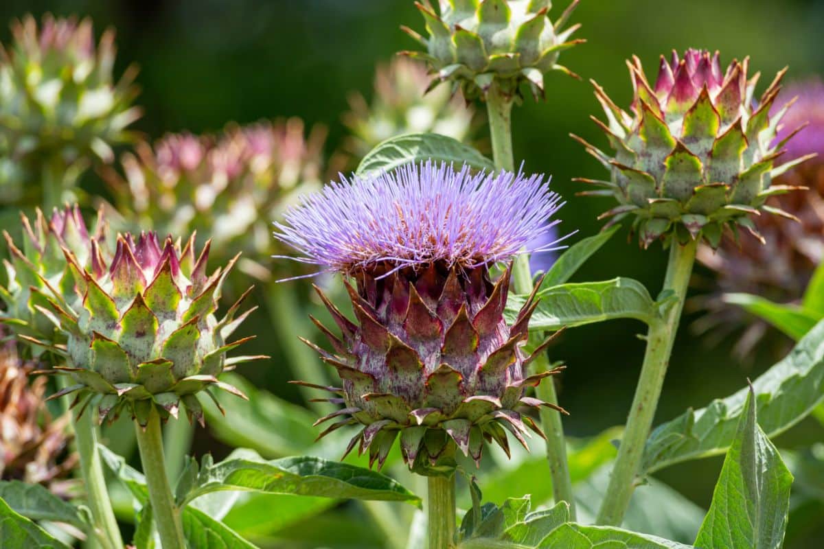 Purple flowering thistle cardoons