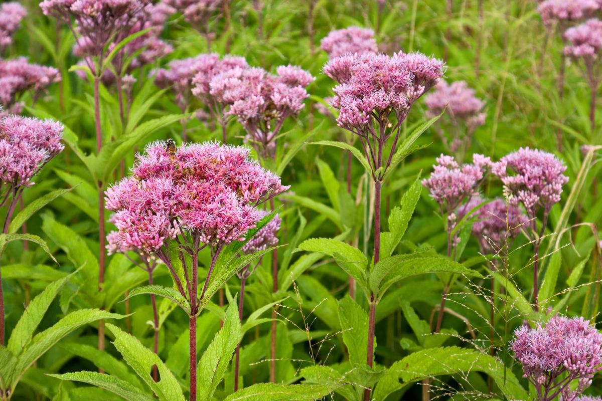 Purple flowering Joe Pye weed