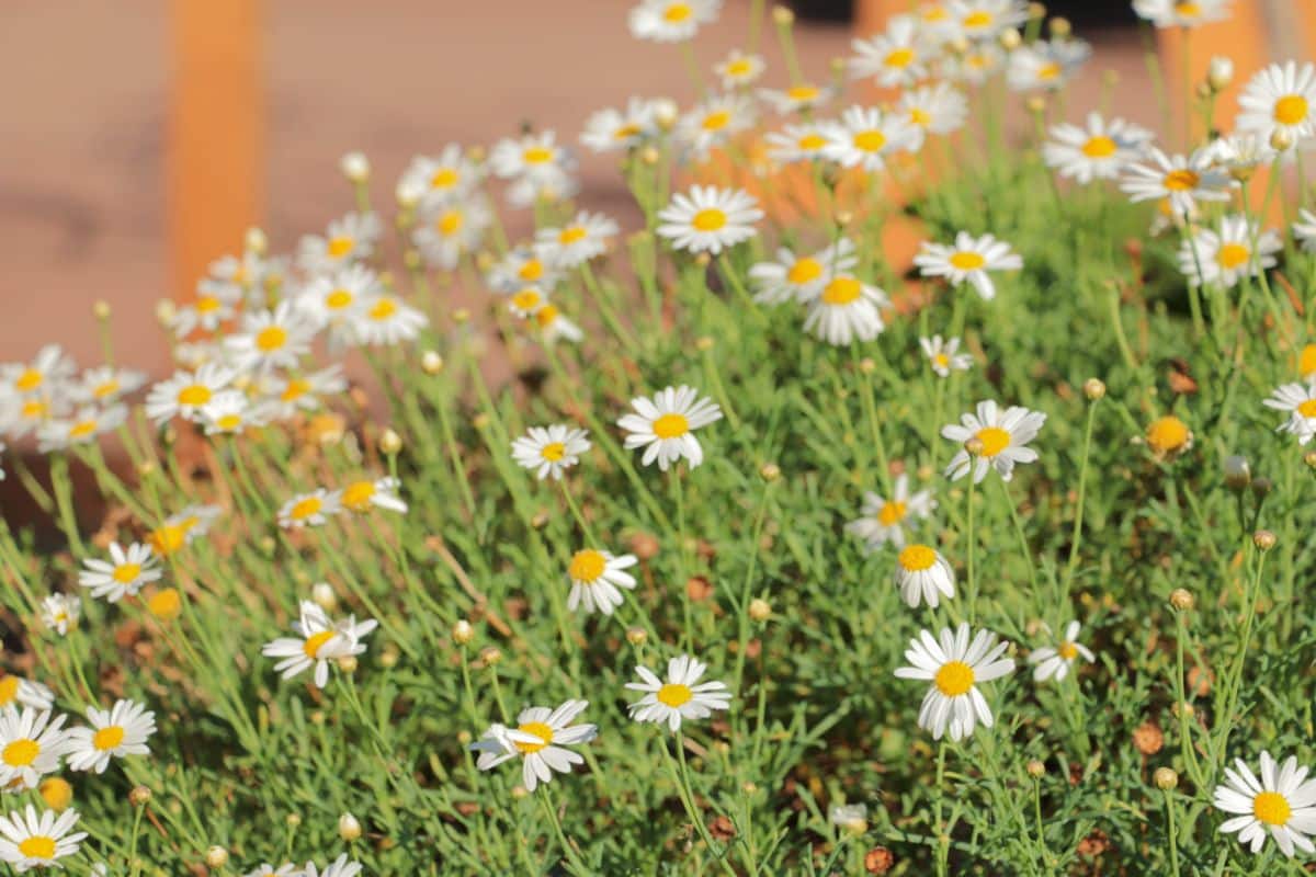 Daisies in a garden