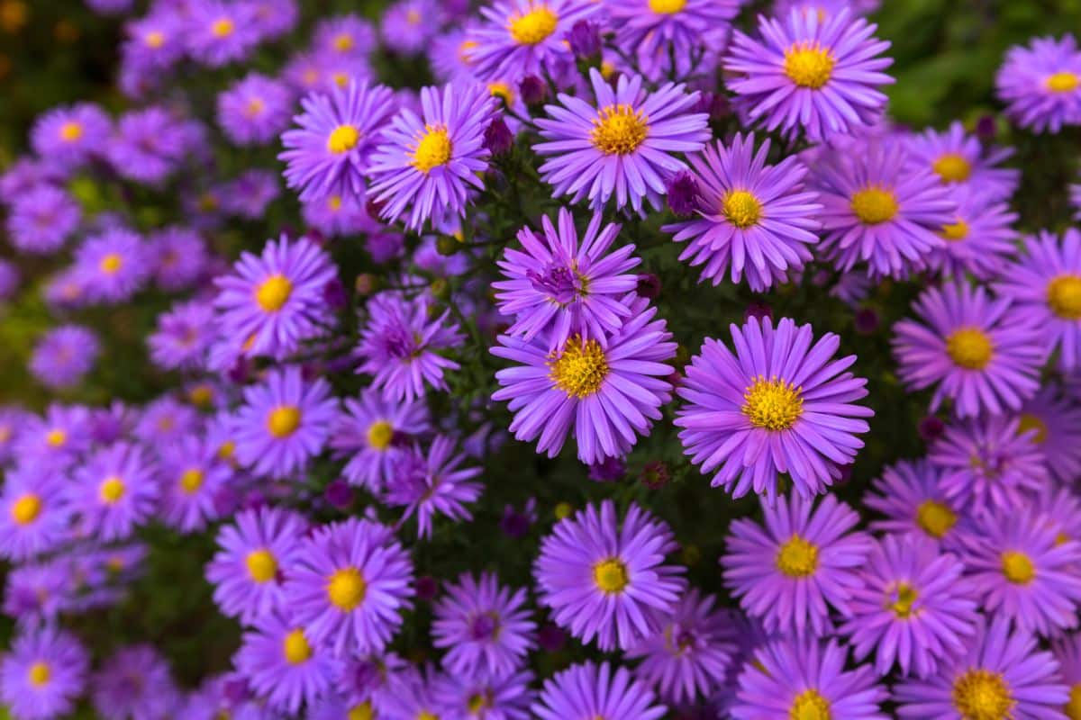 Purple aster in October