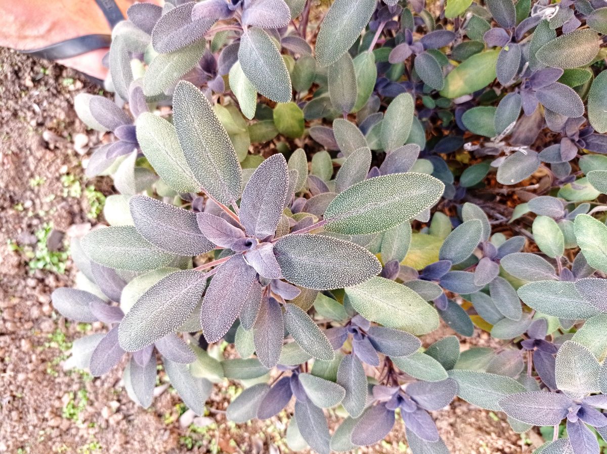 Purple sage plant
