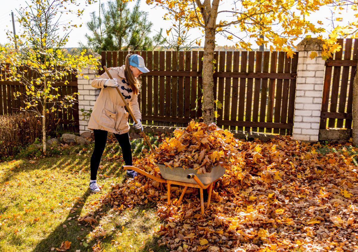 A woman loading leaves into a wheelbarrow