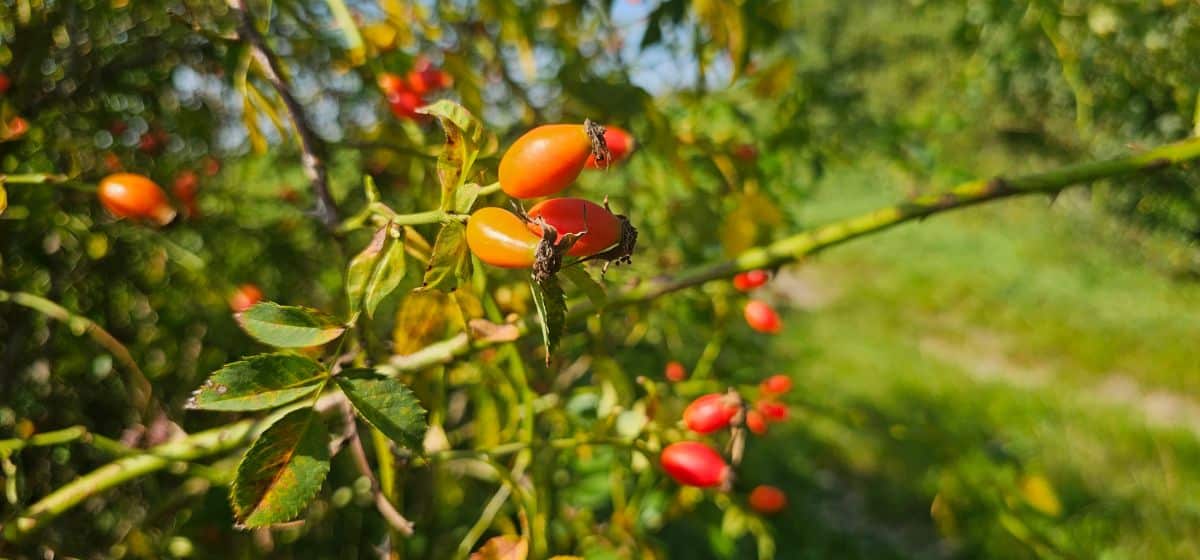 Dried Rose Hips