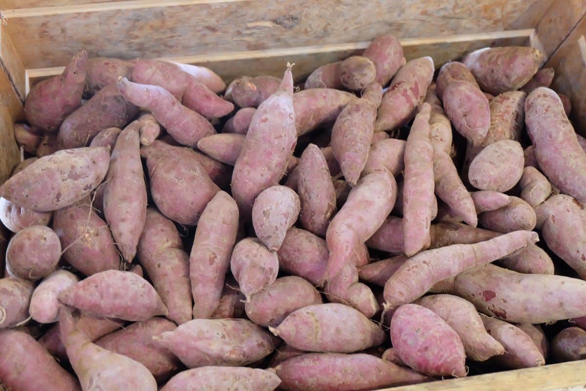 Sweet potatoes for root cellar storage
