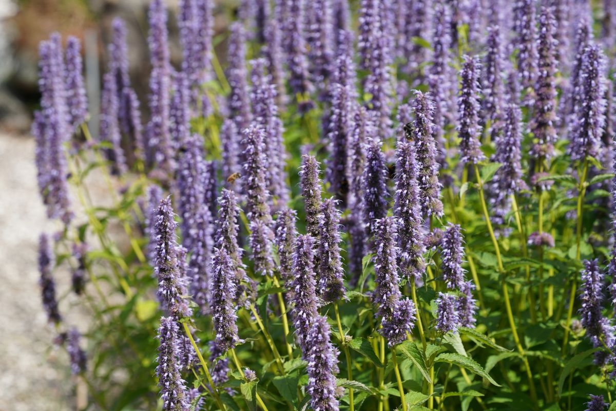 Tall spikes of anise hyssop