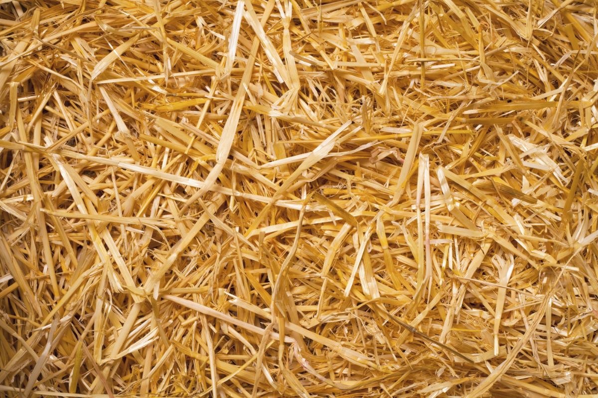 Straw used to insulate produce in a root cellar