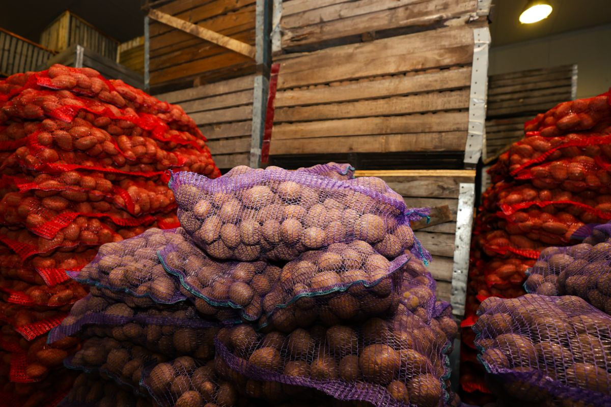 Stacks of potatoes in cold storage