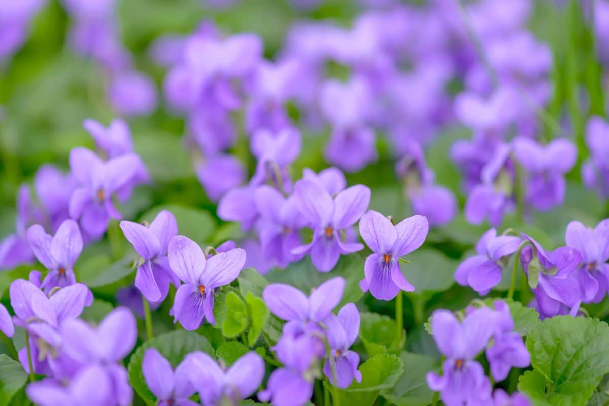 Purple violets in flower
