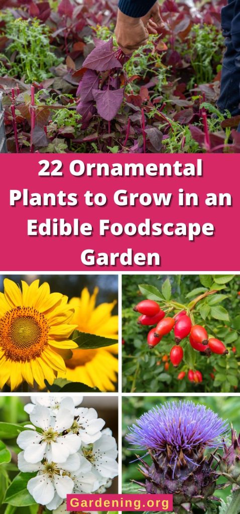 22 Ornamental Plants to Grow in an Edible Foodscape Garden pinterest image.