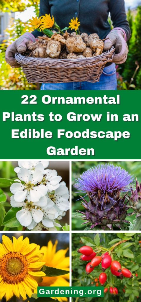 22 Ornamental Plants to Grow in an Edible Foodscape Garden pinterest image.