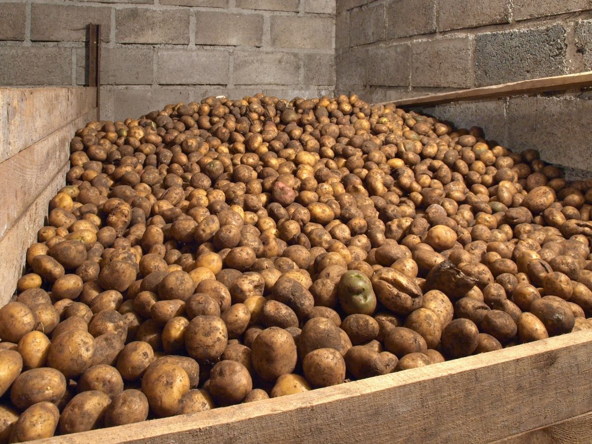 A bin of potatoes in a root cellar