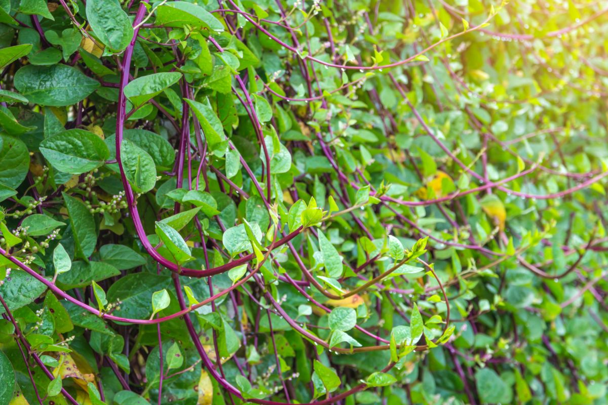 Climbing Malabar spinach