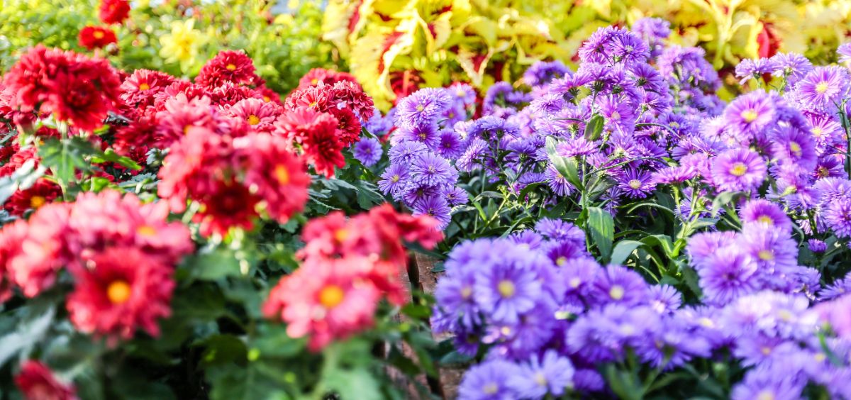 Mums and perennials in a fall garden