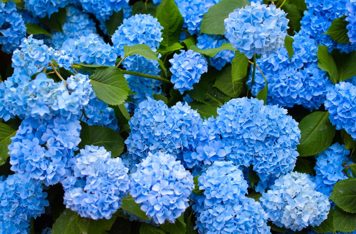 Bright blue blooming hydrangeas