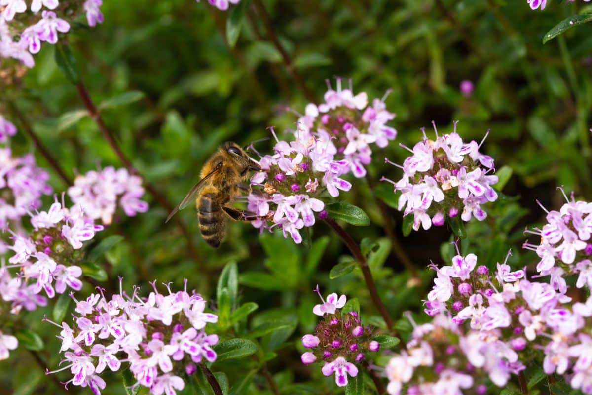 A bee on a thyme plant