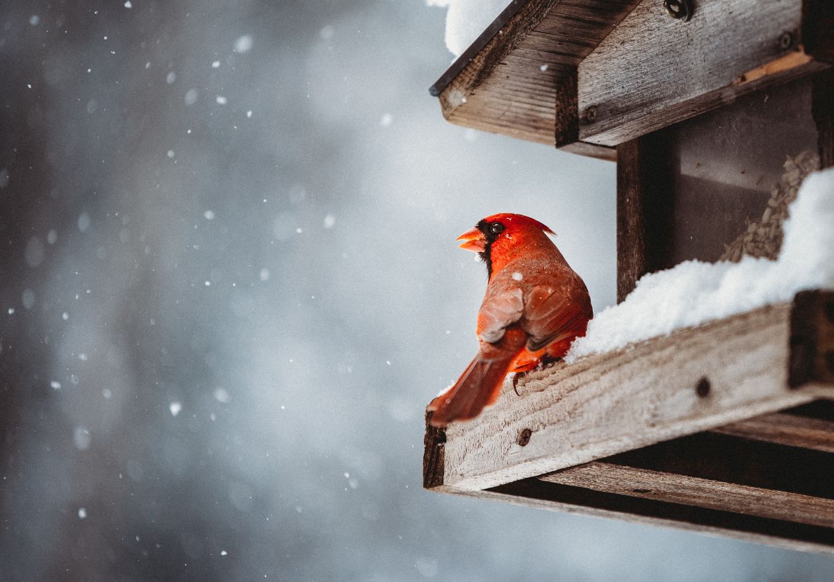 Red cardinal feeding at a wooden feeder