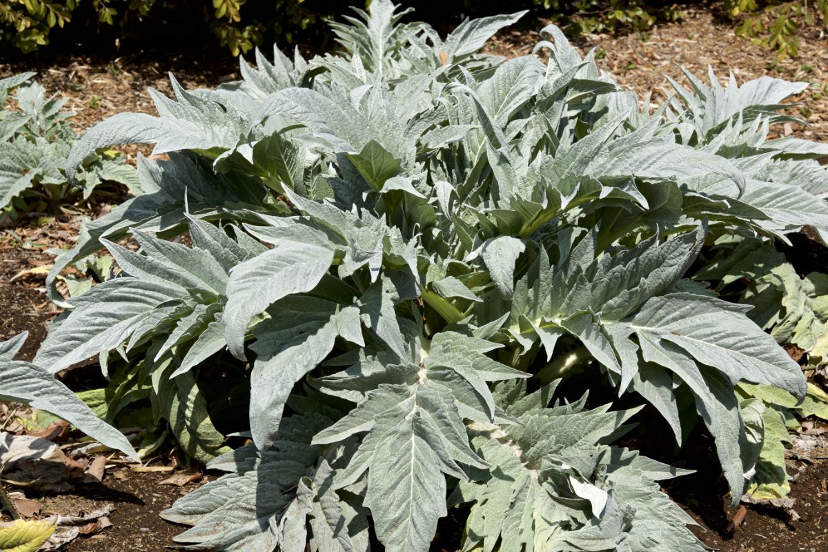 Spiky leafed cardoon plant