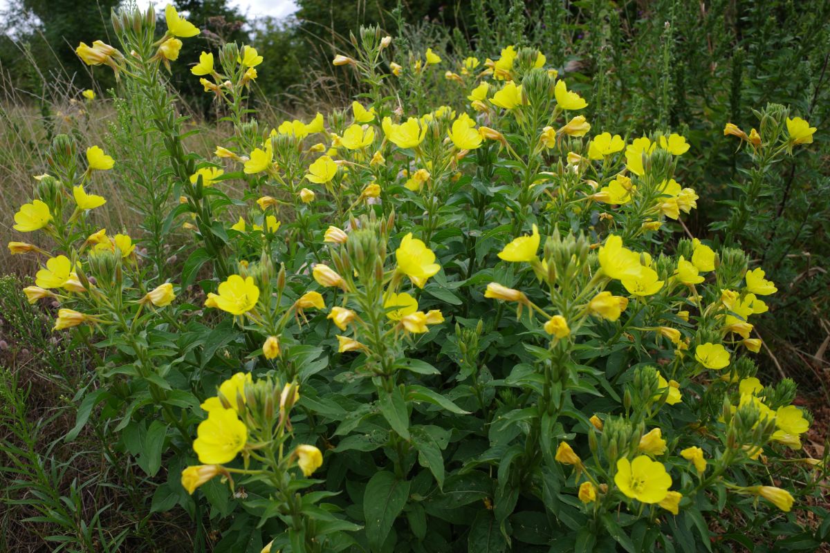 Yellow evening primrose